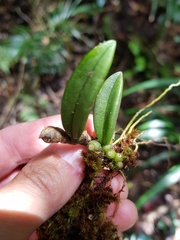 Bulbophyllum schillerianum