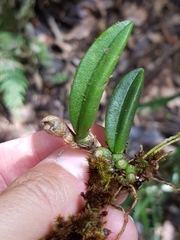 Bulbophyllum schillerianum
