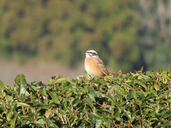 Emberiza cioides