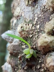 Bulbophyllum exiguum