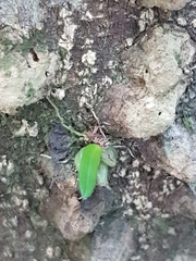 Bulbophyllum exiguum