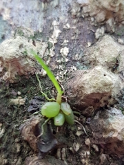 Bulbophyllum exiguum