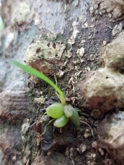 Bulbophyllum exiguum