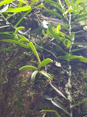 Bulbophyllum lamingtonense