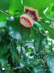 Napoleonaea imperialis