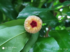 Napoleonaea imperialis