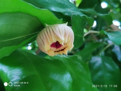 Napoleonaea imperialis