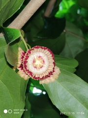 Napoleonaea imperialis
