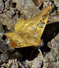 Myscelus phoronis