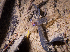 Macrobrachium caledonicum