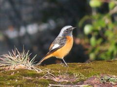 Phoenicurus auroreus