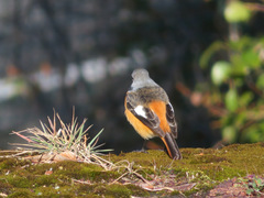 Phoenicurus auroreus