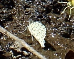 Hesperocharis marchalii
