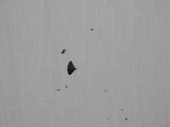 Monolepta bifasciata