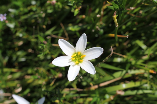 Zephyranthes candida
