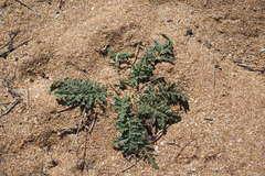 Verbascum pinnatifidum