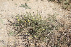 Verbascum pinnatifidum