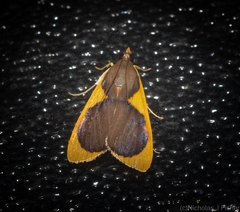 Prooedema inscisalis