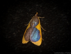 Prooedema inscisalis