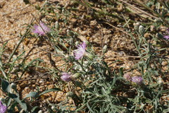 Centaurea odessana