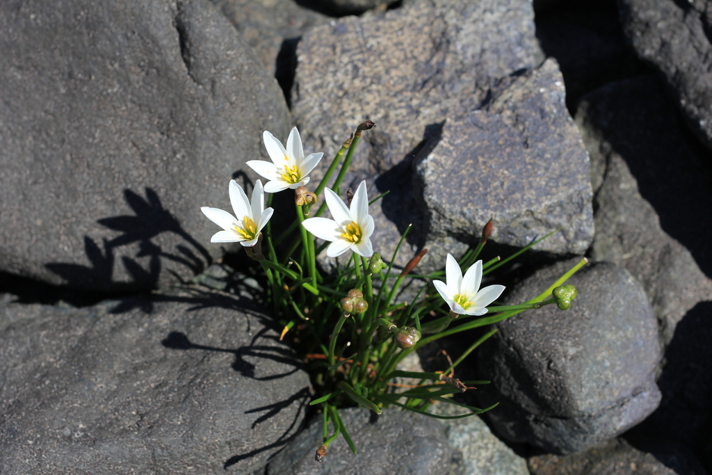 Zephyranthes candida, Isla Martín García, Provincia de Buenos Aires, Argentina