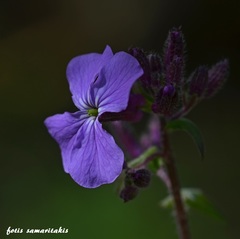 Lunaria annua pachyrrhiza