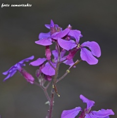 Lunaria annua pachyrrhiza