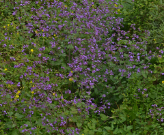 Lunaria annua pachyrrhiza