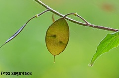 Lunaria annua pachyrrhiza