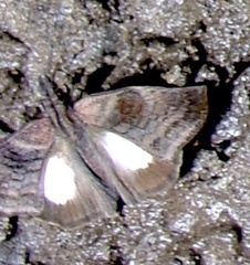 Theagenes albiplaga