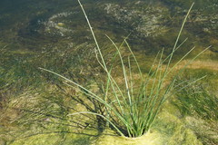 Schoenoplectus litoralis