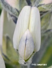 Lupinus albus