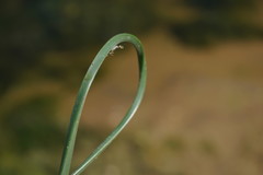 Schoenoplectus litoralis