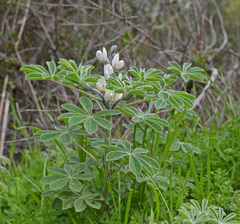 Lupinus albus