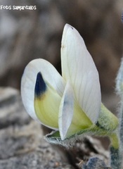 Lupinus albus