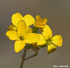 Lutzia cretica