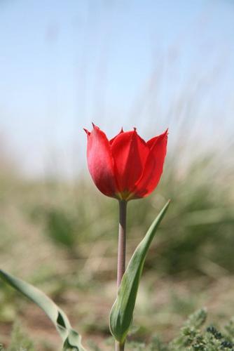 Duc van Thol-Tulip
