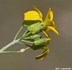 Lutzia cretica