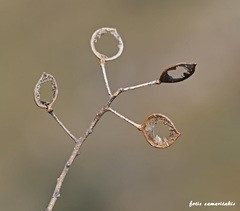 Lutzia cretica