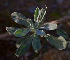 Lutzia cretica