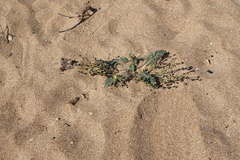 Verbascum pinnatifidum