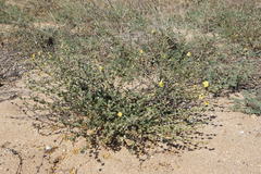 Verbascum pinnatifidum