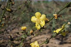 Verbascum pinnatifidum
