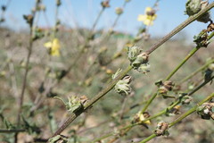 Verbascum pinnatifidum