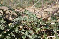 Verbascum pinnatifidum