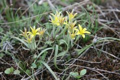Gagea dubia