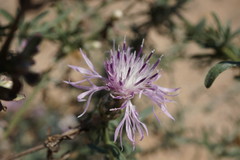 Centaurea odessana