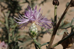 Centaurea odessana