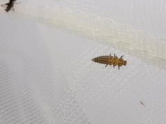 Tytthaspis sedecimpunctata