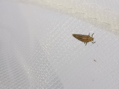 Tytthaspis sedecimpunctata